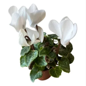 Cyclamen White Live Plant4