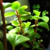 Cypress Peperomia - Easy Succulent Houseplant in 2.5" Pot - Peperomia glabella