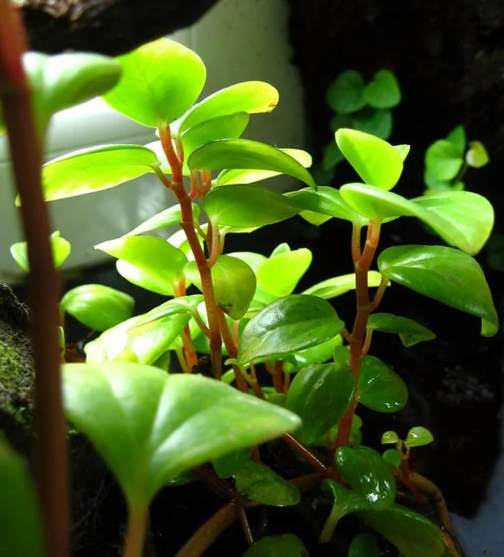 Cypress Peperomia - Easy Succulent Houseplant in 2.5" Pot - Peperomia glabella