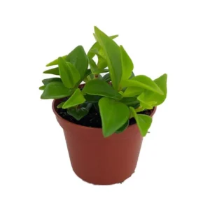 Cypress Peperomia - Easy Succulent Houseplant in 2.5