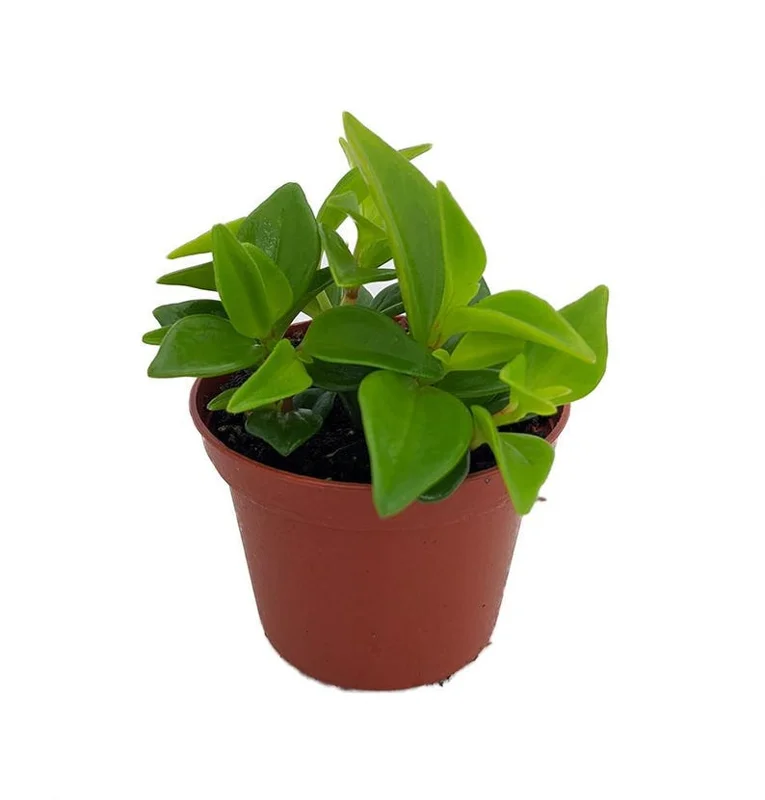 Cypress Peperomia - Easy Succulent Houseplant in 2.5" Pot - Peperomia glabella