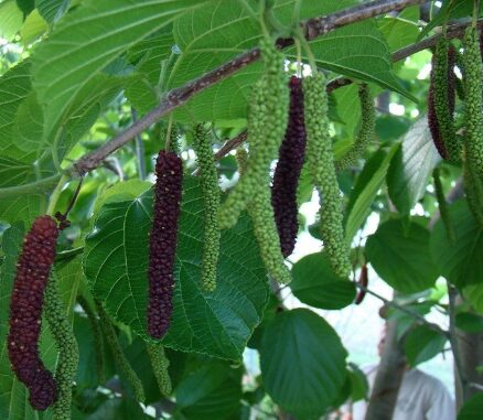 Himalayan Mulberry - Morus Macroura - 14-18 Inch Starter Plant - Dormant - Image 2