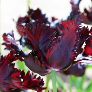 10 Bulbs Black Parrot Tulips Live for Planting, Unique Deep Purple Flowers Perennial Flower Bulbs for Garden Growing