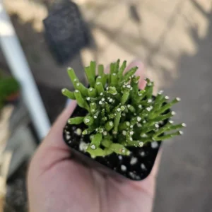 Dancing Bones Succulent - Hatiora Salicornioides - 2in Pot - Indoor Plant