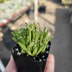 Dancing Bones Succulent - Hatiora Salicornioides - 2in Pot - Indoor Plant