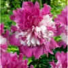 Dark Pink Peony Bulb - Double Peonies, Bareroot, 1 Root 2-3 Eyes