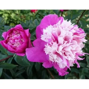 Dark Pink Peony Bulb - Double Peonies, Bareroot, 1 Root 2-3 Eyes