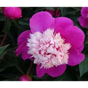 Dark Pink Peony Bulb - Double Peonies, Bareroot, 1 Root 2-3 Eyes