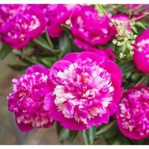 Dark Pink Peony Bulb - Double Peonies, Bareroot, 1 Root 2-3 Eyes