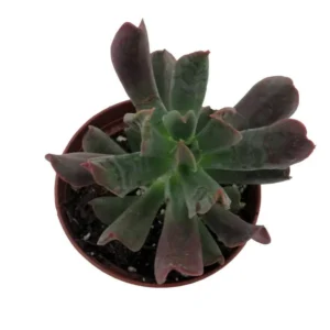 Dark Vader Echeveria Succulent - 3