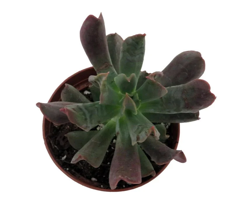 Dark Vader Echeveria Succulent - 3" Pot - Easy Care Rosette Plant