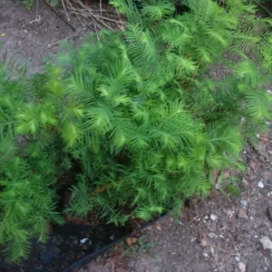 Dawn Redwood Tree - Fast-Growing Conifer - 10-12
