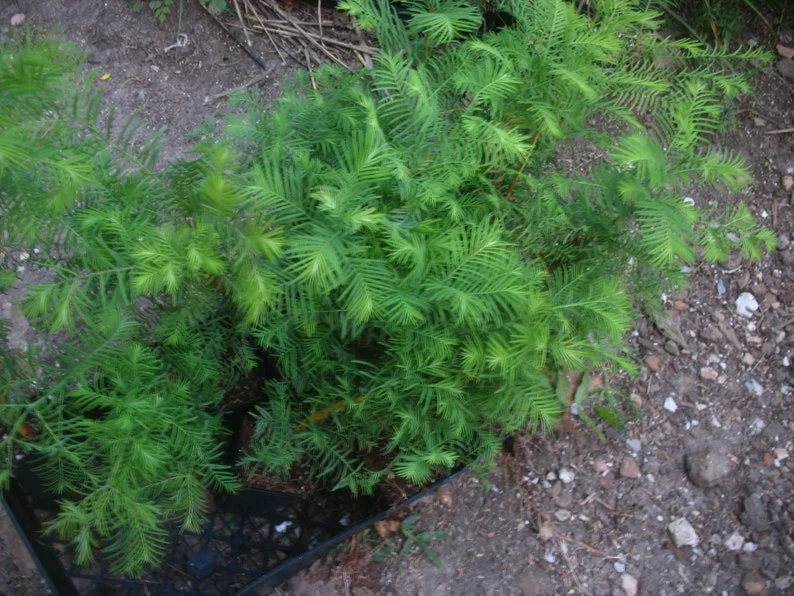 Dawn Redwood Tree - Fast-Growing Conifer - 10-12" Starter Plant