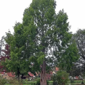 Dawn Redwood Tree - Fast-Growing Conifer - 10-12