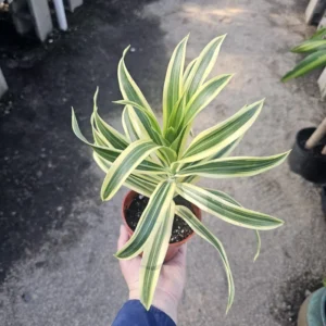 Dracaena Reflexa Song of India Succulent Live Plant - 4 Inch Pot - Home Garden Decor