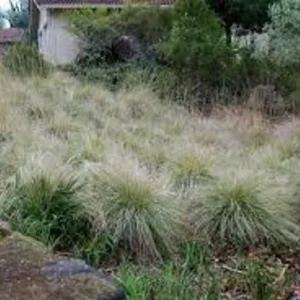 Deer Muhly Grass 1 Gallon Live Plant – Deer-Resistant, Wildlife-Friendly, 3-5 ft Height