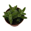 Delosperma echinatum - Gherkin Pickle Plant, Fuzzy Succulent, 2.5" Pot