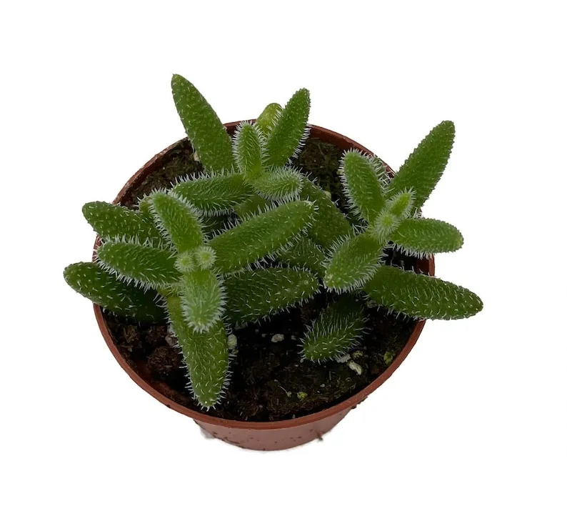 Delosperma echinatum - Gherkin Pickle Plant, Fuzzy Succulent, 2.5" Pot