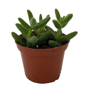 Delosperma echinatum - Gherkin Pickle Plant, Fuzzy Succulent, 2.5
