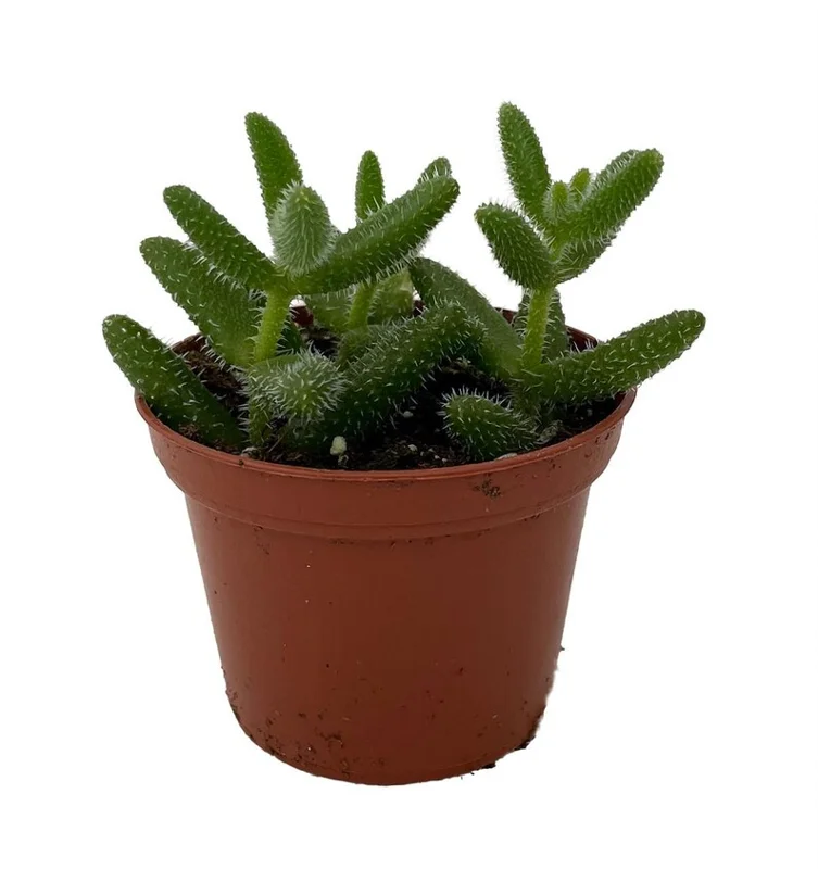 Delosperma echinatum - Gherkin Pickle Plant, Fuzzy Succulent, 2.5" Pot