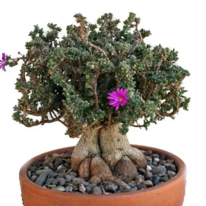 Desert Bonsai Ice Plant – Trichodiadema Succulent – 2.5