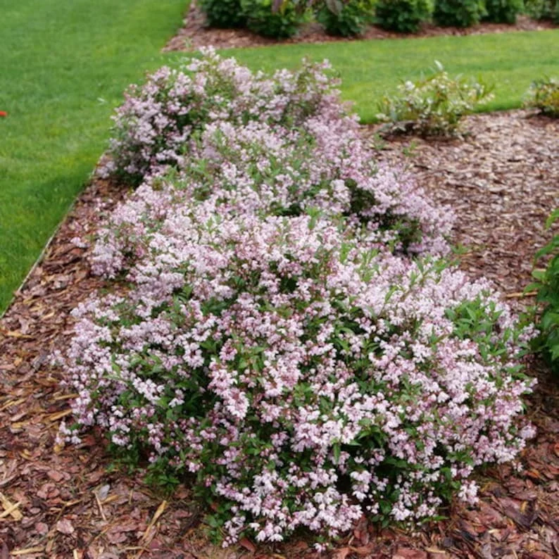 Deutzia 'Yuki Kabuki' - Compact Flowering Shrub - 7-10 Inch Plant