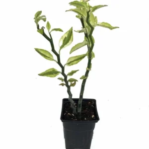 Devil's Backbone Pedilanthus Succulent Plant – Zig Zag Red Bird Cactus in 4