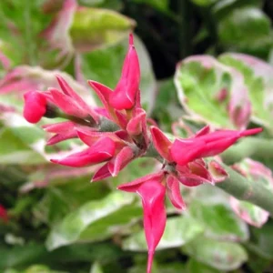 Devil's Backbone Pedilanthus Succulent Plant – Zig Zag Red Bird Cactus in 4