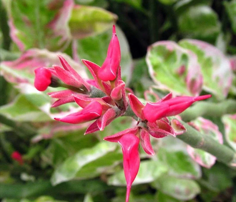 Devil's Backbone Pedilanthus Succulent Plant – Zig Zag Red Bird Cactus in 4" Pot