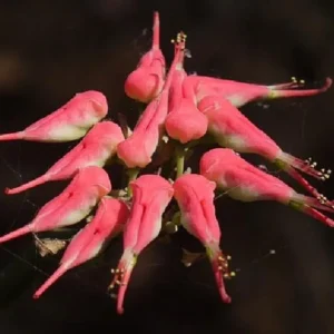 Devil's Backbone Pedilanthus Succulent Plant – Zig Zag Red Bird Cactus in 4
