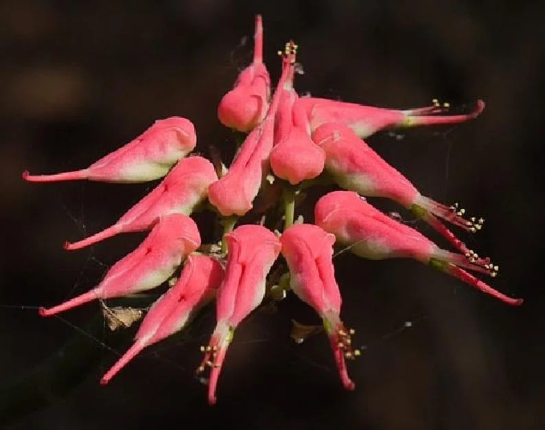 Devil's Backbone Pedilanthus Succulent Plant – Zig Zag Red Bird Cactus in 4" Pot