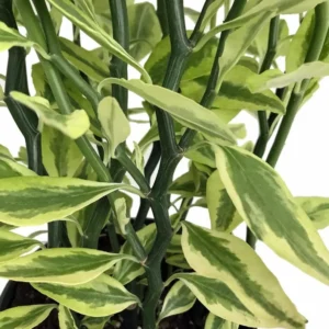 Devil's Backbone Plant – Pedilanthus Euphorbia, 6