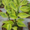 Devil's Backbone Variegated Euphorbia Tithymaloides, Zigzag Succulent, 4-7 Inches Tall