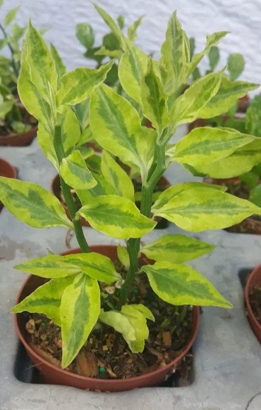 Devil's Backbone Variegated Euphorbia Tithymaloides, Zigzag Succulent, 4-7 Inches Tall