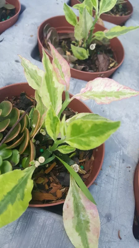 Devil's Backbone Variegated Euphorbia Tithymaloides, Zigzag Succulent, 4-7 Inches Tall