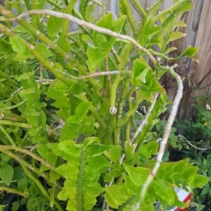 Devil's Backbone Variegated Euphorbia Tithymaloides, Zigzag Succulent, 4-7 Inches Tall