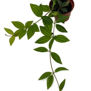 Diamond Peperomia puteolata - Trailing House Plant - 2.5 Inch Pot