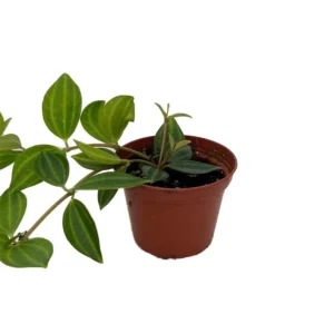 Diamond Peperomia puteolata - Trailing House Plant - 2.5 Inch Pot