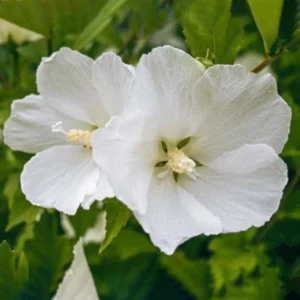 Diana Rose of Sharon Althea - 1 Gallon Pot - White Flowering Shrub