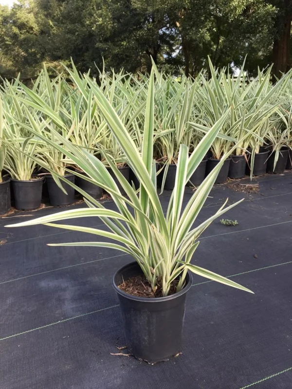 Dianella Flax Lily 1 Gallon Live Plant – Evergreen, Turquoise Berries, Shade Loving