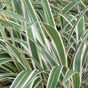 Dianella Flax Lily 1 Gallon Live Plant – Evergreen, Turquoise Berries, Shade Loving
