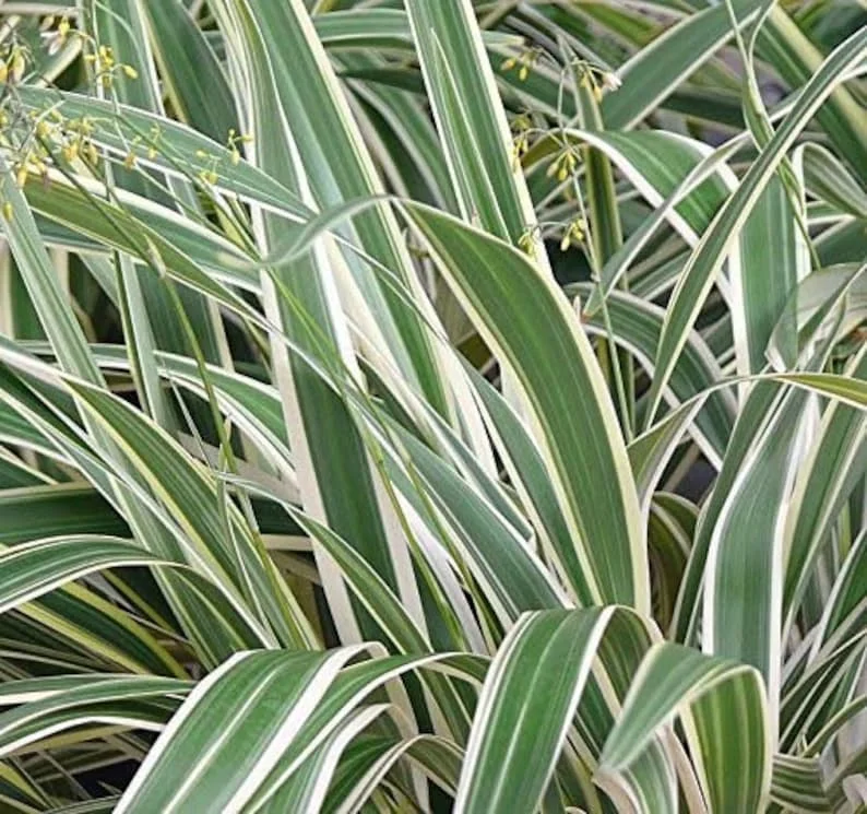 Dianella Flax Lily 1 Gallon Live Plant – Evergreen, Turquoise Berries, Shade Loving