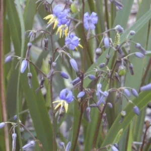 Dianella Flax Lily 1 Gallon Live Plant – Evergreen, Turquoise Berries, Shade Loving