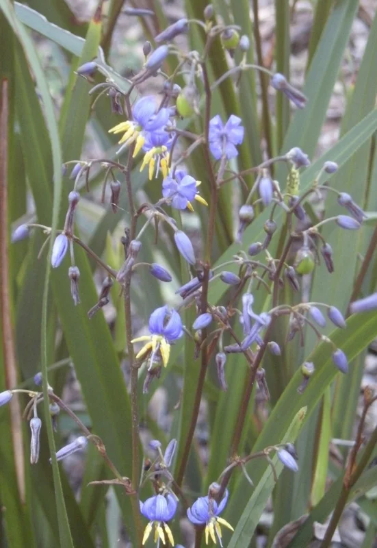 Dianella Flax Lily 1 Gallon Live Plant – Evergreen, Turquoise Berries, Shade Loving