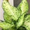 Dieffenbachia Amy Dumb Cane Plant - 6'' Potted Houseplant