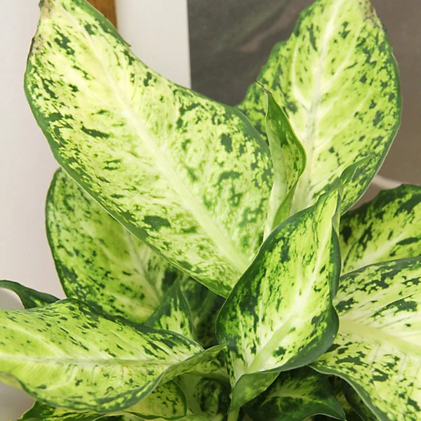 Dieffenbachia Amy Dumb Cane Plant - 6'' Potted Houseplant