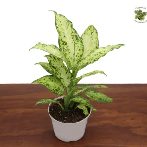 Dieffenbachia Amy Dumb Cane Plant - 6'' Potted Houseplant