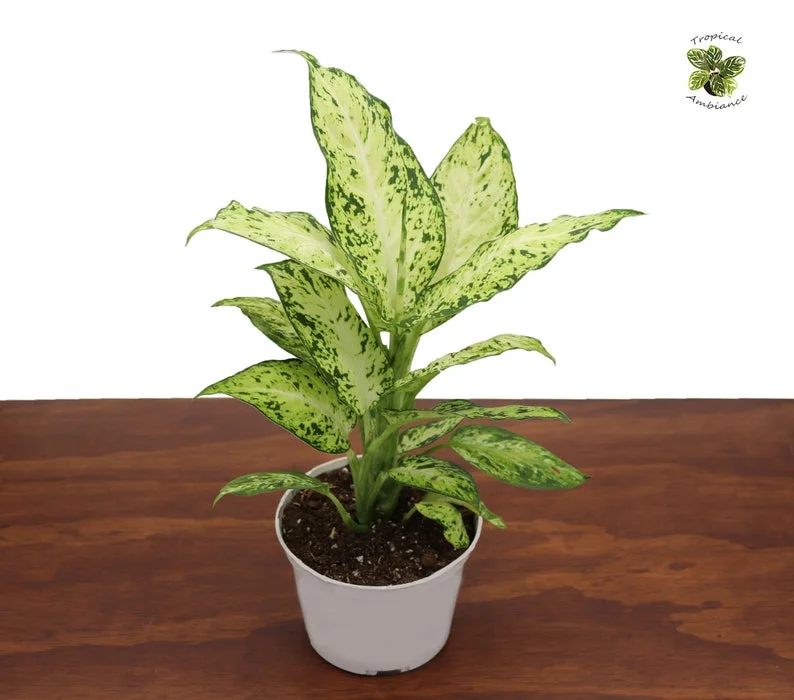 Dieffenbachia Amy Dumb Cane Plant - 6'' Potted Houseplant