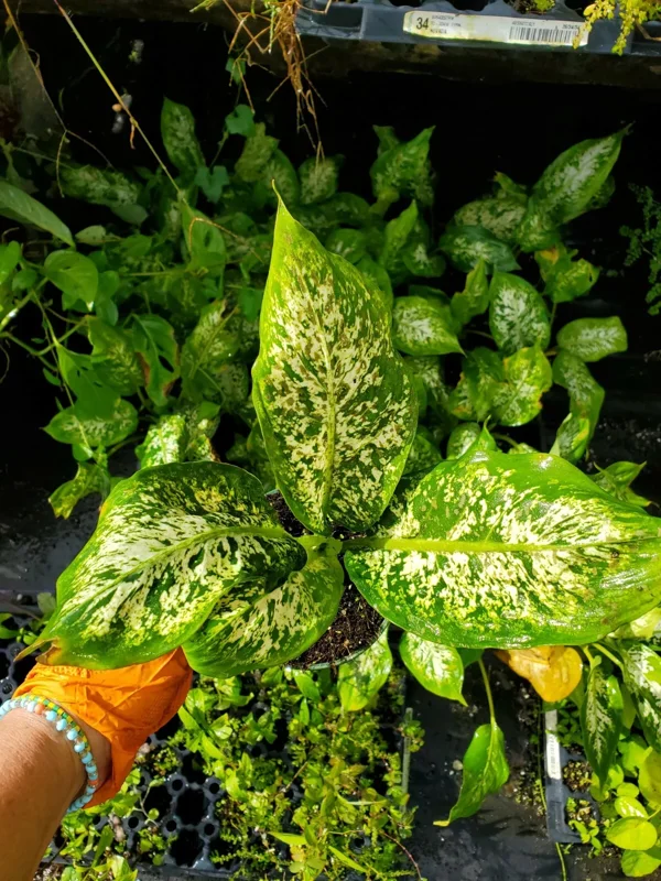 Dieffenbachia Compacta 7 inches Tall, Dumb Cane Easiest Houseplant Live Plant