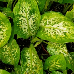 Dieffenbachia Compacta 7 inches Tall, Dumb Cane Easiest Houseplant Live Plant